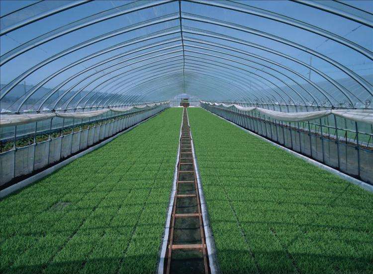 蔬菜大棚建设是一种利用太阳能进行植物培植的一种方式